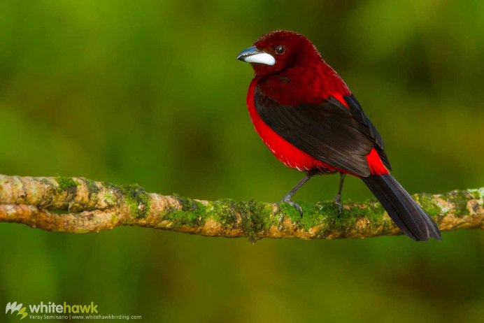 Redwing Blackbird
