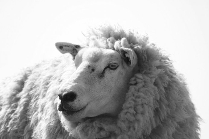Овечка Lamb