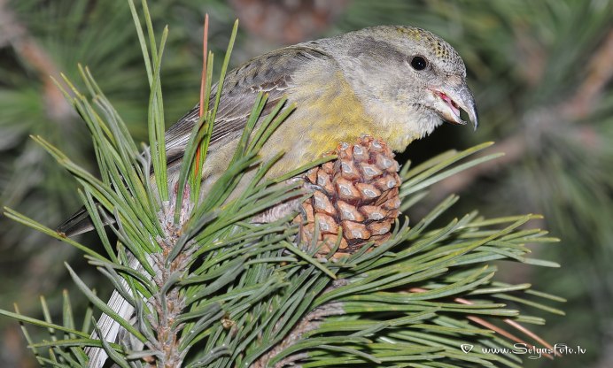Птица Щур обыкновенный Щур