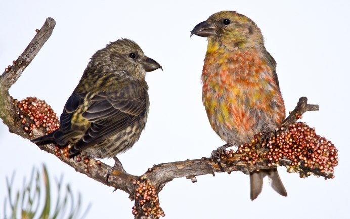 Птица Клест Новосибирск