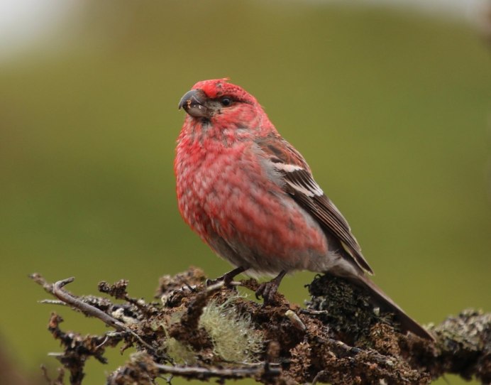 Вьюрковые: , Щур