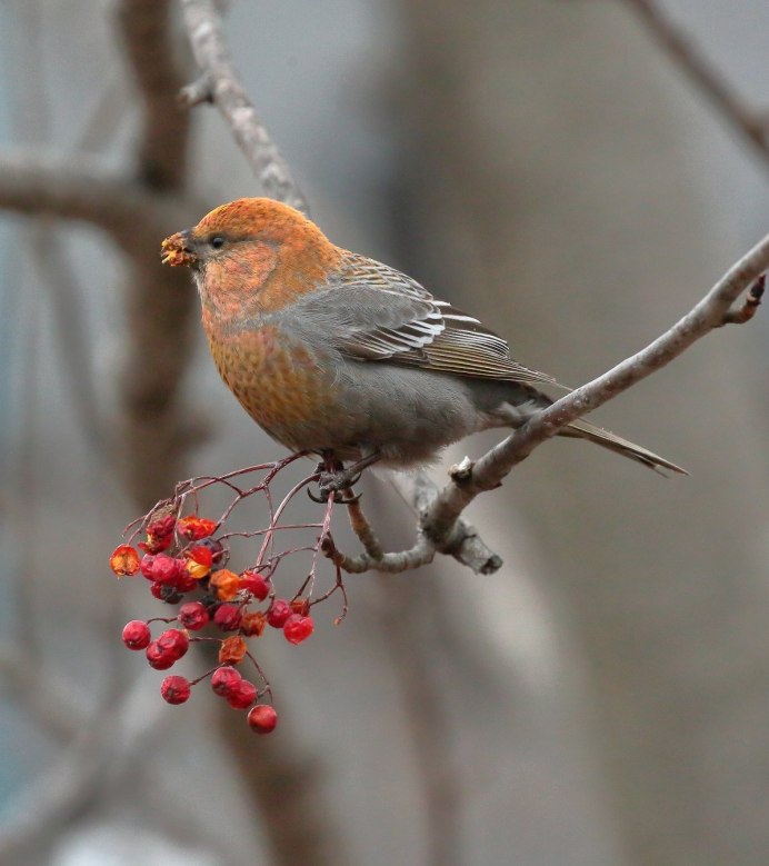 Алый вьюрок / Carpodacus Sipahi самка и самец