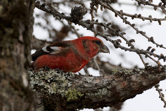Клест еловик и Сосновик