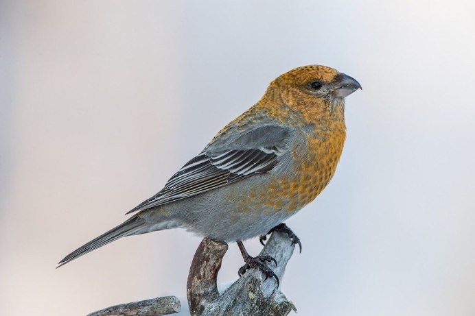 Клёст-еловик гнездо