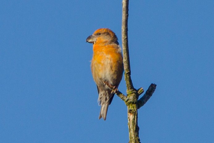 Клест шишка Потрошитель