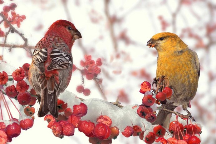 Обыкновенный Щур