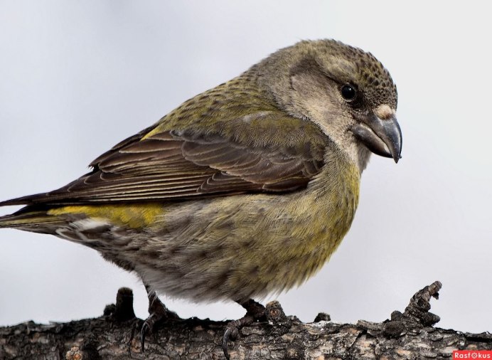 Клест еловик самка