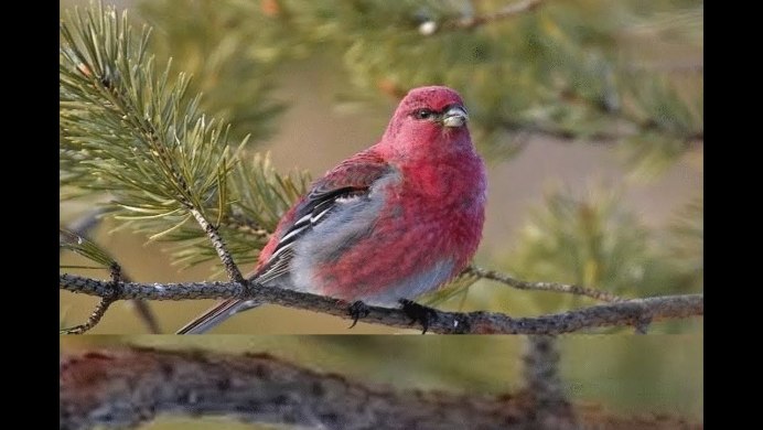 Клёст-еловик самка и самец