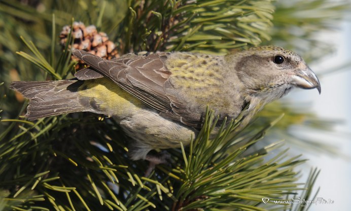Клест самка