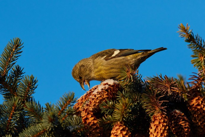 Птица Клест еловик