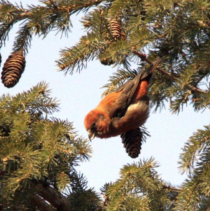 Птенец клеста