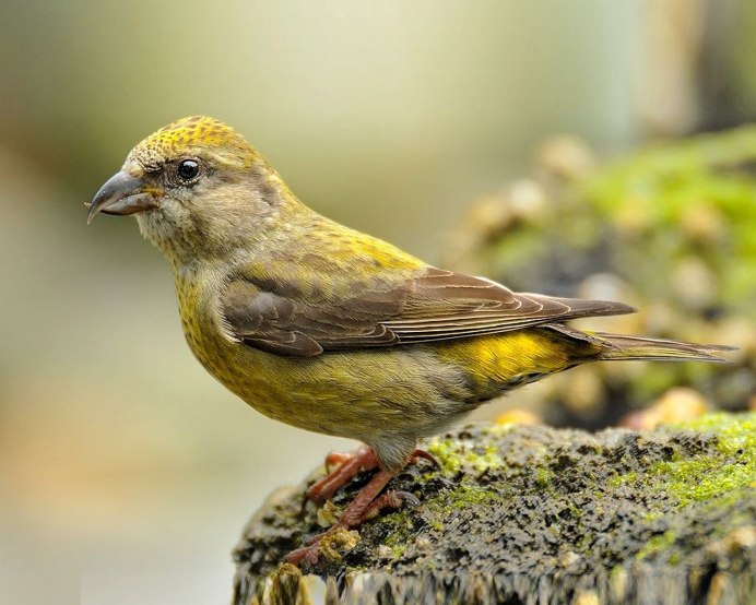 Клест еловик самка