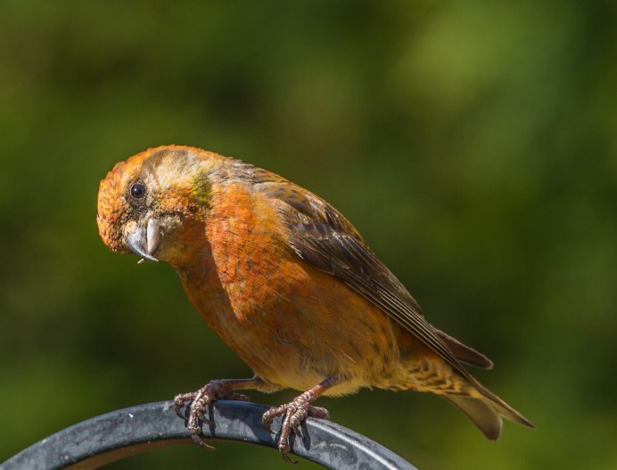 Клёст-еловик молодой