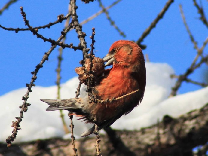 Клест еловик самка