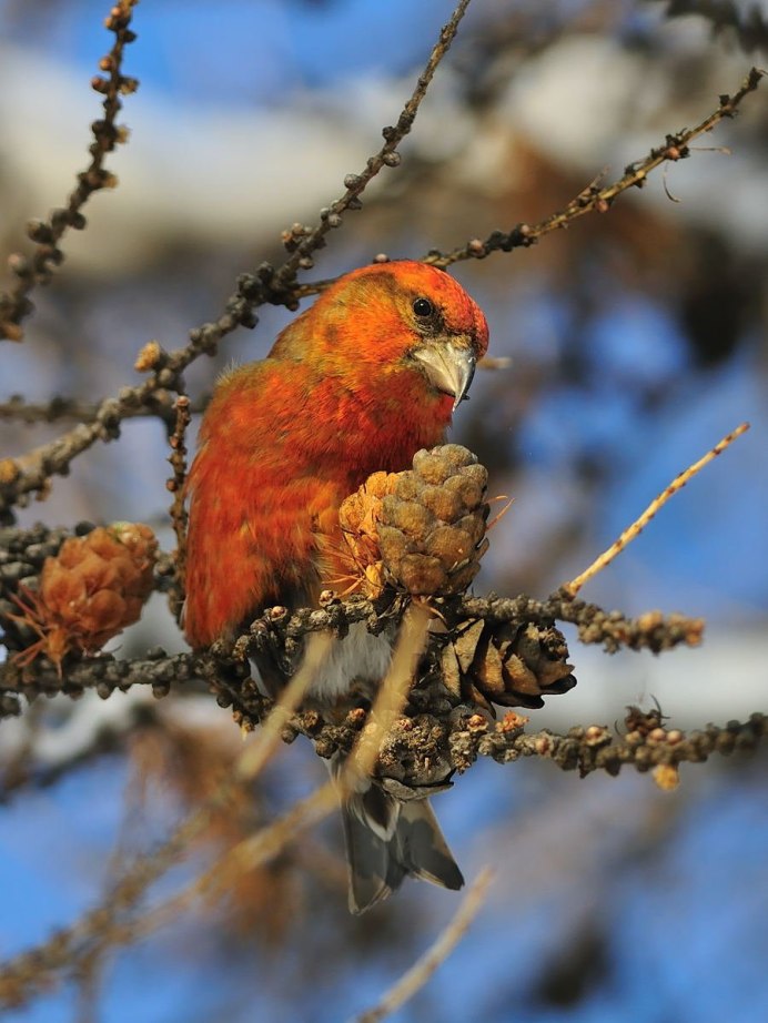 Клёст-Сосновик Loxia pytyopsittacus