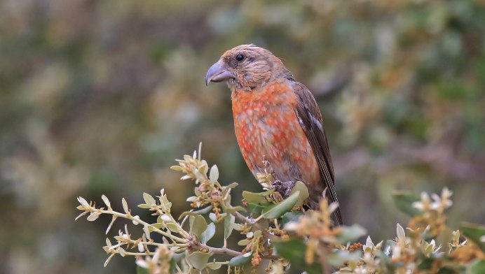 Клест пролетает над кормушкой картинка для детей