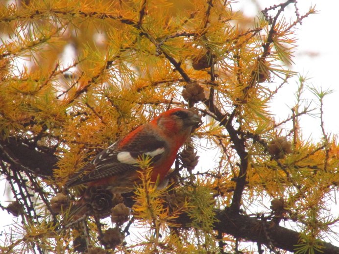 Клест еловик и Сосновик