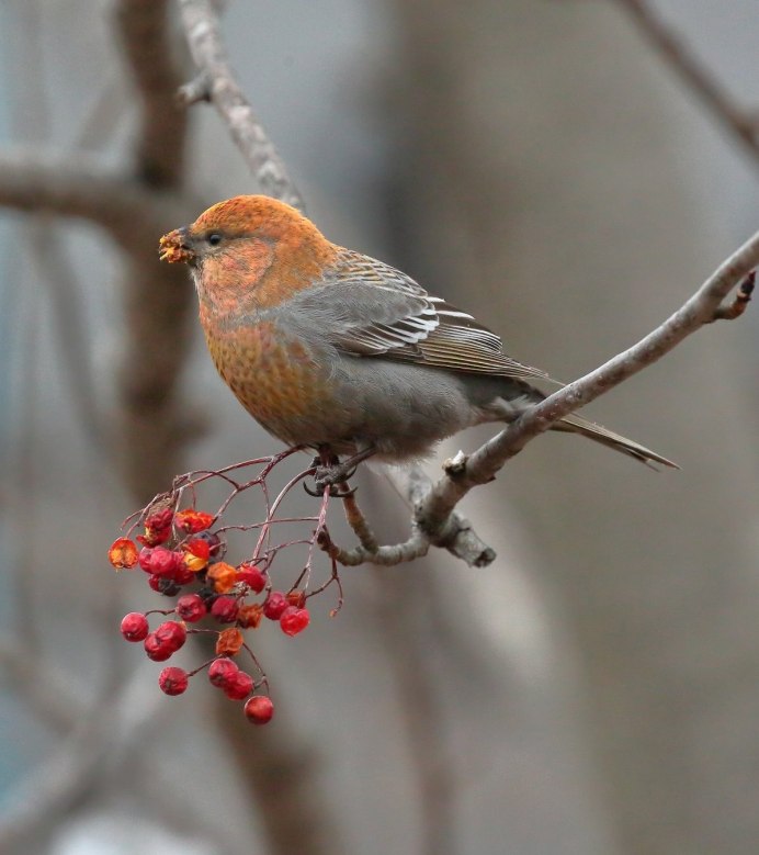Синицы щеглы Снегири