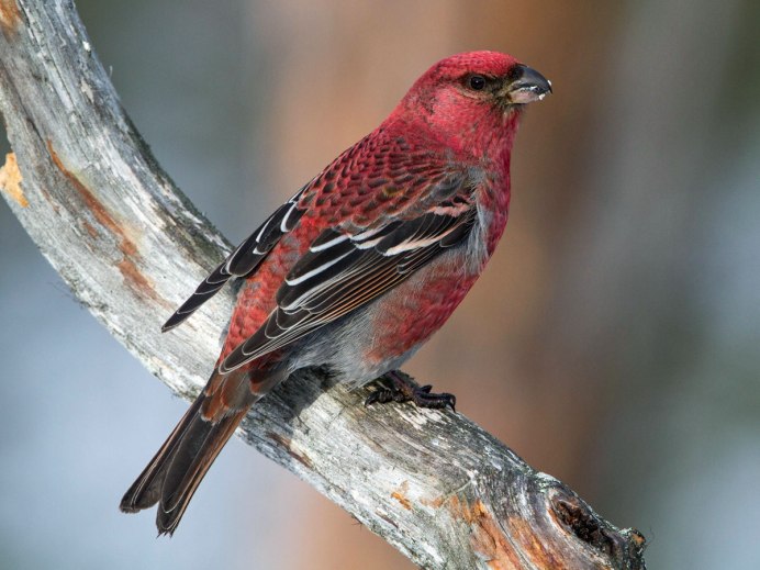 Гнездо Щура