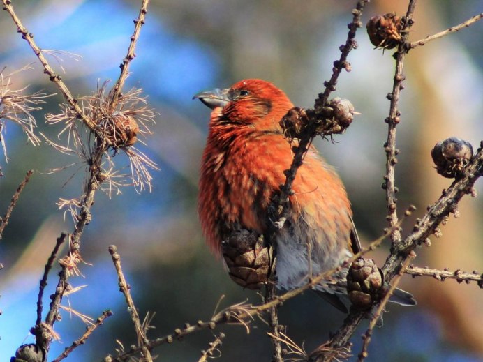 Птица Щур обыкновенный Щур