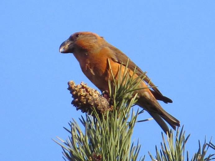 Птица Клест белокрылый