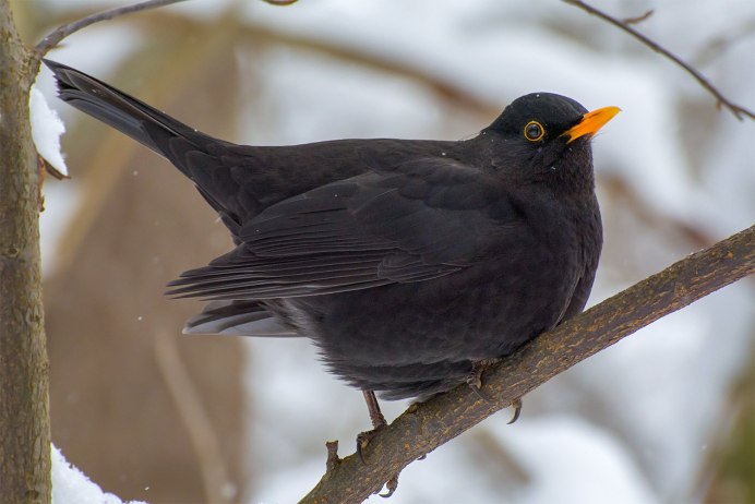 Желтоклювый Тукан