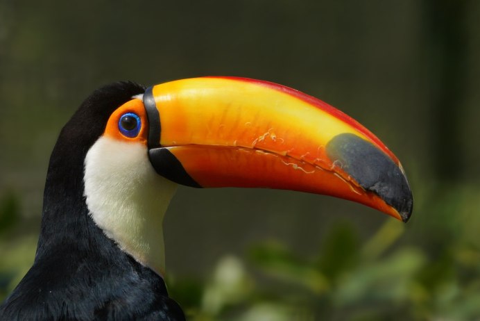 Черный Дрозд птица