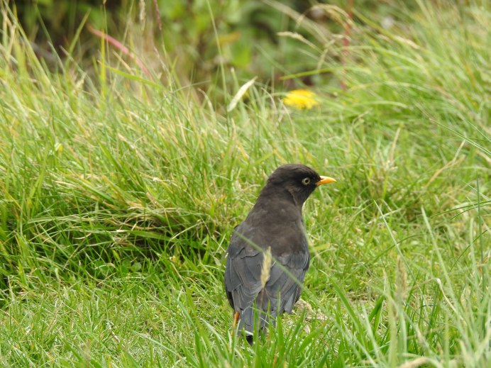 Ворона с желтым клювом