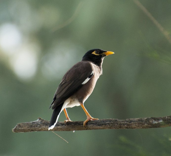 Черный певчий Дрозд