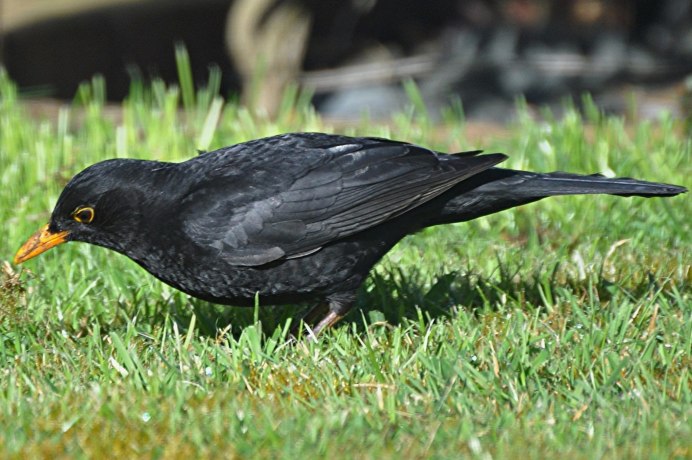 Галка черная птица