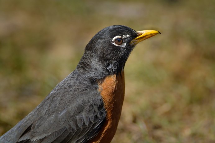 Синеклювый Тукан