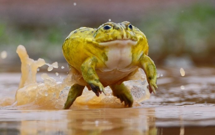 Жаба водонос