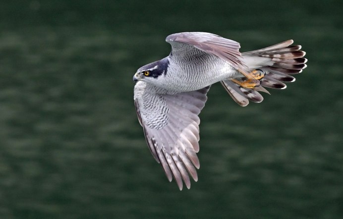 Тетеревятник (Accipiter gentilis)