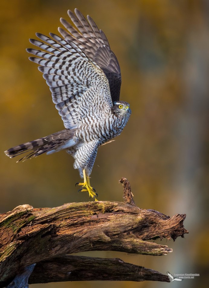 Тетеревятник (Accipiter gentilis)
