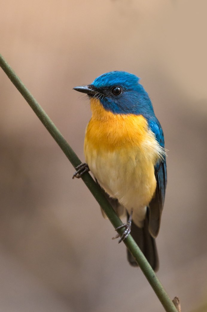 Tickell's Blue Flycatcher