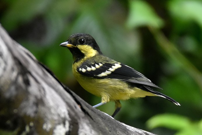 Pardaliparus amabilis