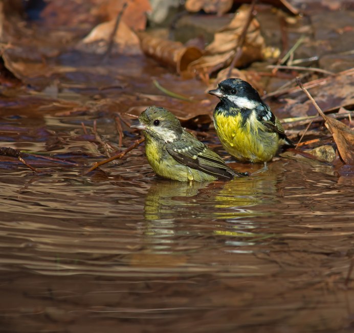 Pardaliparus venustulus