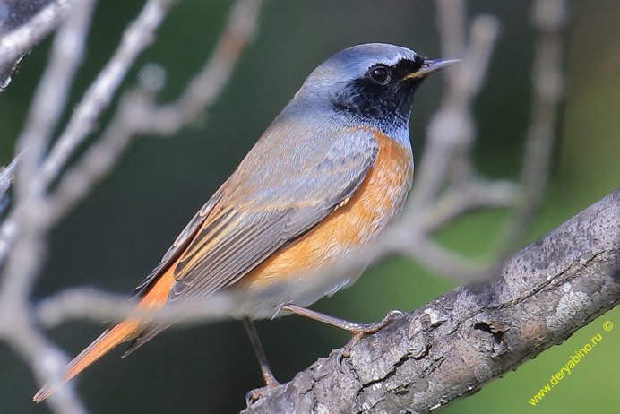 Phoenicurus ochruros