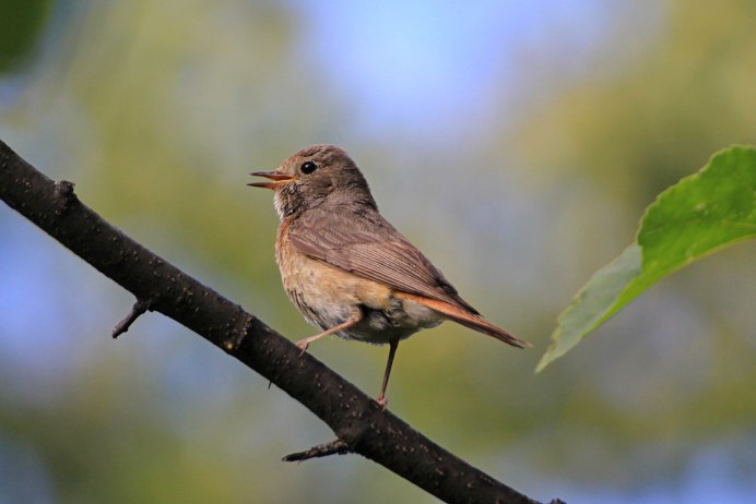 Ficedula nigrorufa