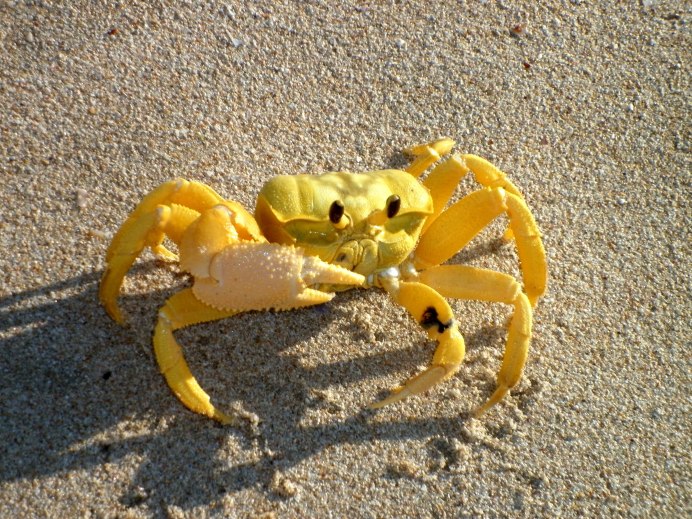 Corystes cassivelaunus