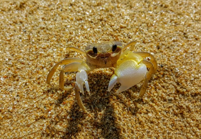 Hemigrapsus penicillatus