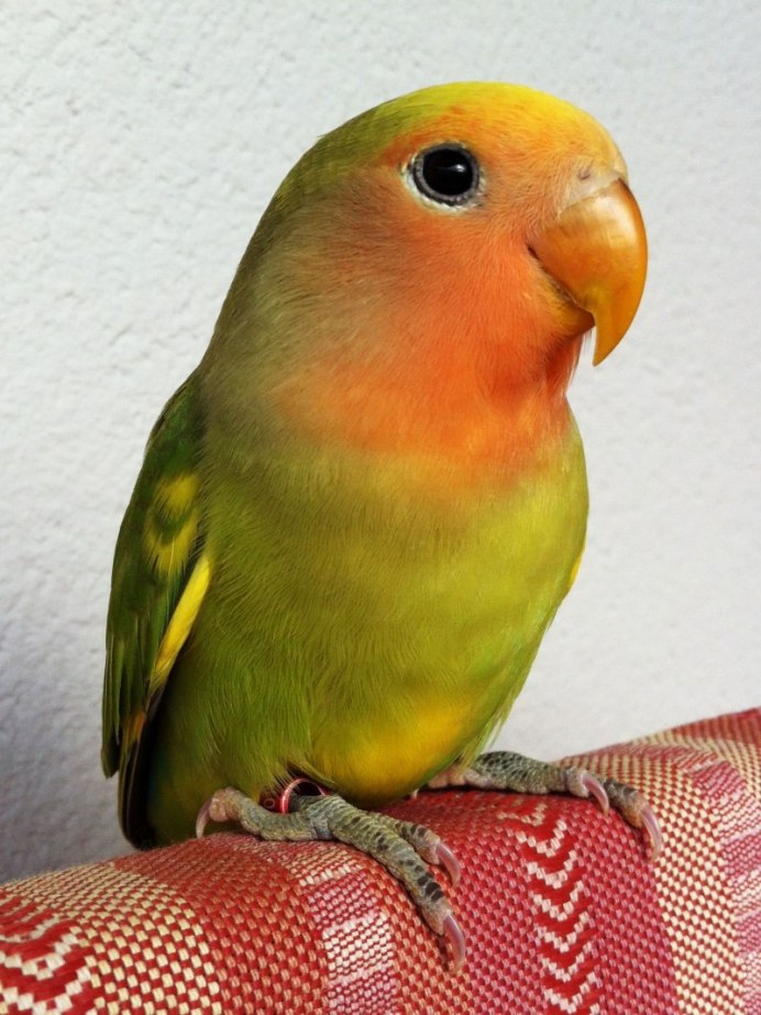 Green Cheek Conure