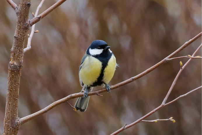 Синица Parus Major