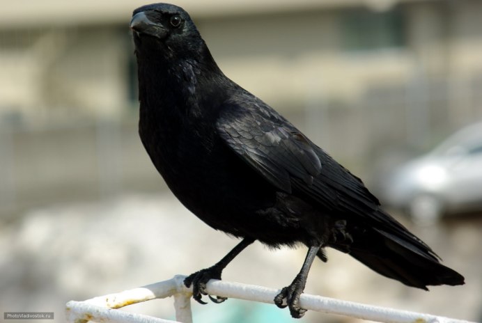 Чёрная ворона