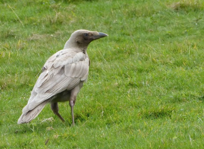 Птица Галка альбинос