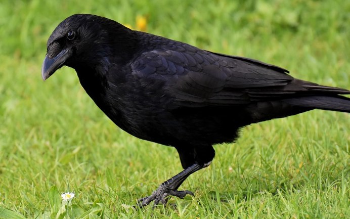 Ворон карга