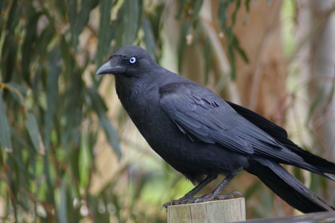 Птицы - ворона, Галка, Грач, ворон...