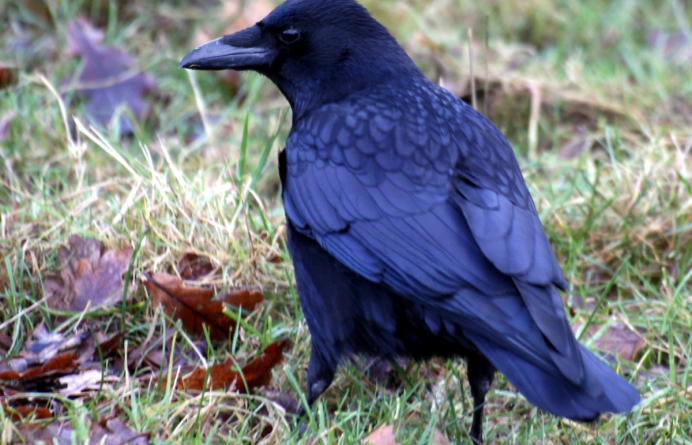 Синяя ворона