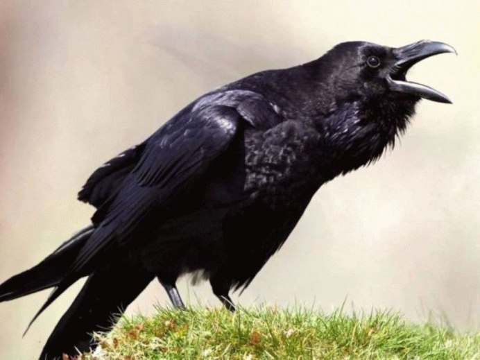 Ворон каркает