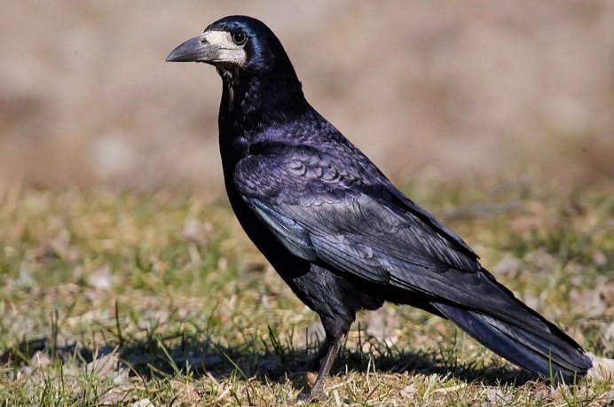 Грач (Corvus frugilegus)